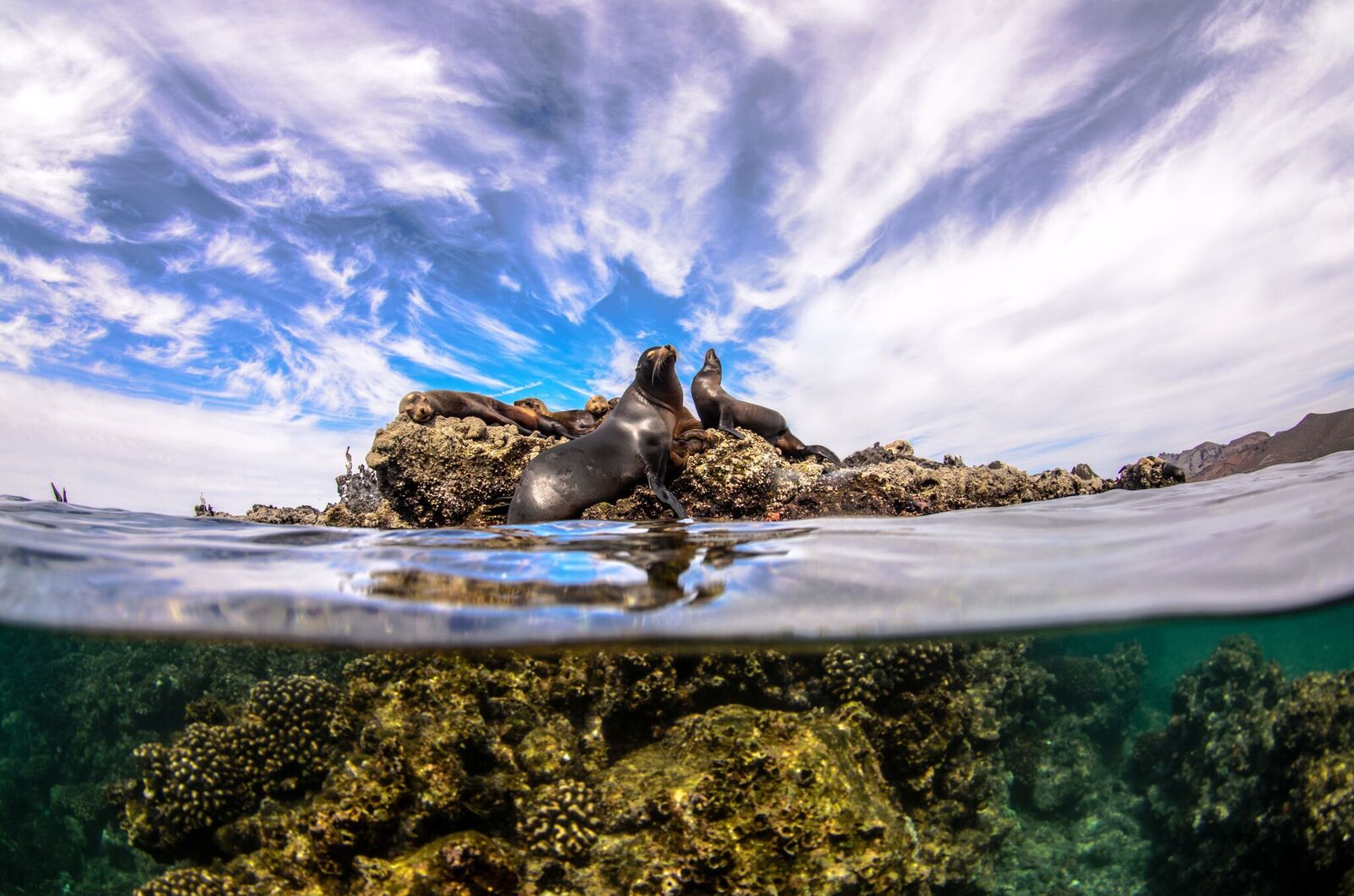 cabo-pulmo-a-ocean-treasure-rescued-by-a-community-cabo-adventures